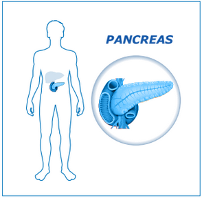 Infografia de Pancreas